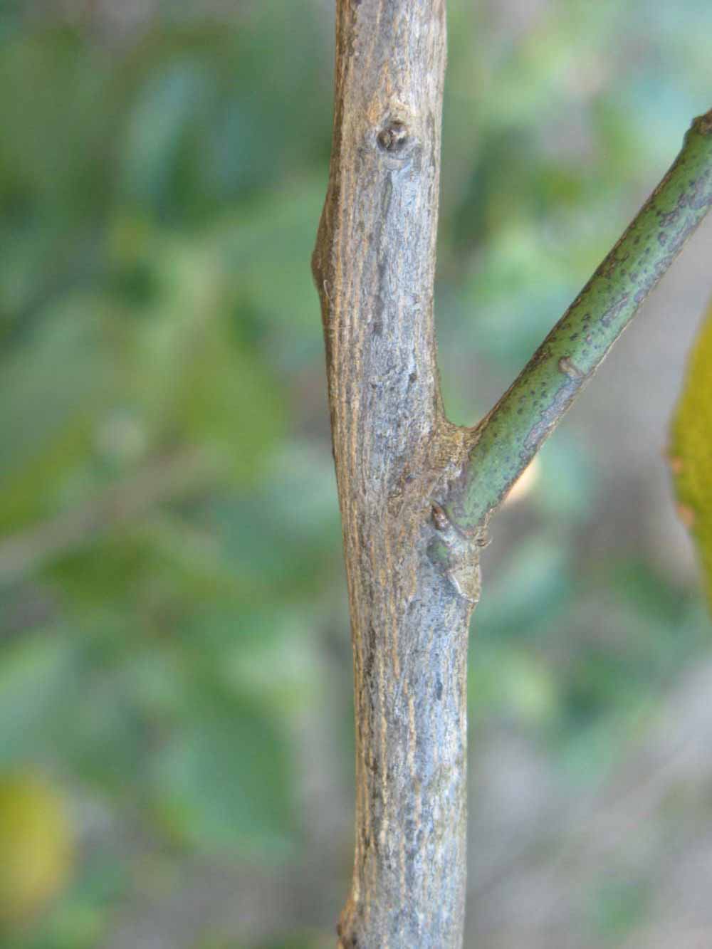            Second - third year twig (Bearss, Winter Haven, FL)   